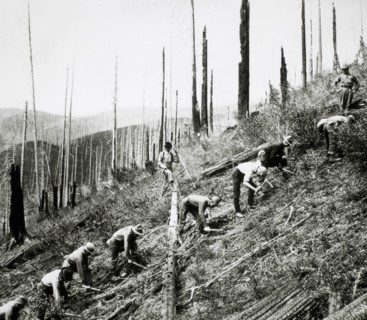 Civilian Conservation Corps Workers Setting Out Seedlings, St. Joe National Forest, Idaho, USA, circa 1934
