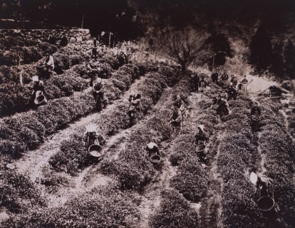 Workers Picking Tea Leaves, Japan, 1910