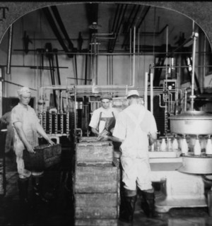 Workers in Milk Bottling Plant, Cohocton, New York, USA, Single Image of Stereo Card, circa 1900
