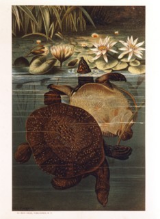 Soft Turtles in Water, Chromolithograph, circa 1885