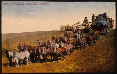Reaping and Threshing, 30-Horse Team in Field, California, USA, circa 1911