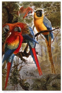 Colorful Parrots, Chromolithograph, 1885