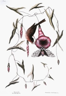 Passerculus: The Little Sparrow & The Purple Bind-Weed of Carolina