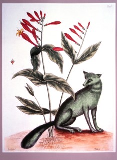 The Grey Fox and Indian Pink, Mark Catesby, The Natural History of Carolina, Florida, and the Bahama Islands, 1731-1743