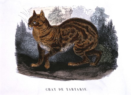 Tartar Cat, "Le Buffon de la Jeunesse", Pierre Blanchard, Hand-Colored Engraving, 1824