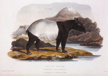 Malay Tapir, Tapirus Malayanus, Hand-Colored Engraving from Original by Baron Cuvier, 1825