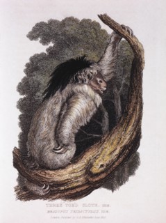 Three-Toed Sloth, Bradypus Tridactylus, Hand-Colored Engraving from Original by Baron Cuvier, 1825
