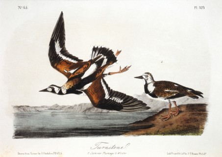 Two Turnstones