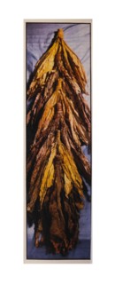 Bright Gold Carolina Tobacco and Dark Barley Tobacco