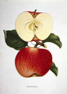 Windsor Apple, Lithograph, 1889