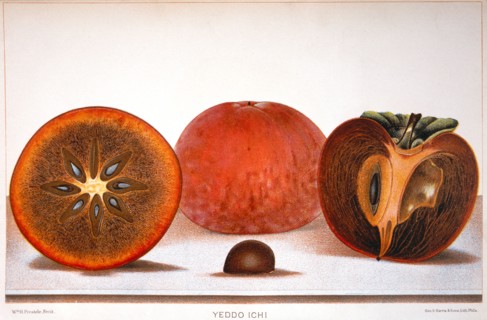 Yeddo Ichi Persimmons, Lithograph, 1889