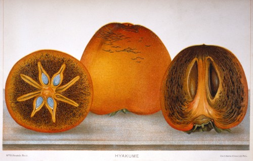 Hyakume Persimmons, Lithograph, 1889