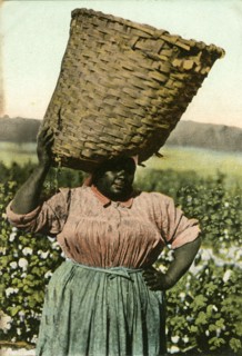 African-American Female Cotton Picker in Field with Basket on Head, "No. 30 A Cotton Picker", USA, Hand-Colored Postcard, circa 1910