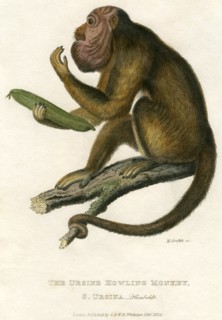 Ursine Howling Monkey, Hand-Colored Engraving, 1824