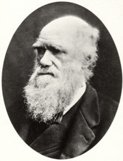 Charles Darwin (1809-82), English Naturalist, Portrait, circa 1878