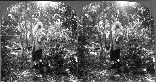 John Burroughs (1837-1921), American Naturalist, Active in U.S. Conservation Movement, Portrait in Woods, Stereo Card, circa 1910
