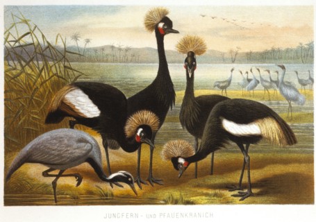 Maiden and Peacock Cranes, Chromolithograph, circa 1898