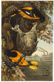 Baltimore Orioles, Chromolithograph, circa 1898