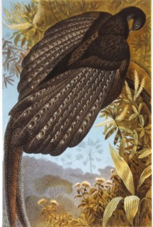 Argus Pheasant, Chromolithograph, circa 1898