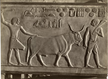 Apis, Sacred Bull, Egypt, Albumen Print, circa 1890