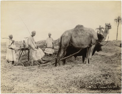 Group of Men with Camel and Ox in Field, “Hache-Paille" Chameau et Bufle), Egypt, Albumen Print, circa 1880