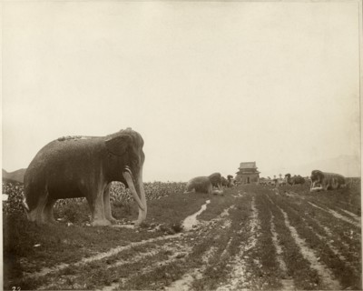 Sacred Way and Ming Tombs, Beijing, China, Albumen Print, circa 1890