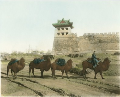 Camel Caravan at City Wall, Beijing, China, circa 1930