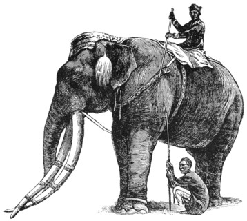 Elephant, belonging to King of Siam, Has Same Title and Privileges as Nobleman of Fifth Rank, "Classical Portfolio of Primitive Carriers", by Marshall M. Kirman, World Railway Publ. Co., Illustration,...