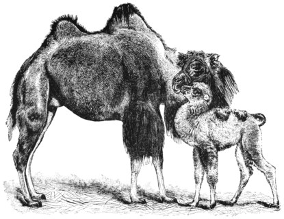 Bactrian Camel and Calf, "Classical Portfolio of Primitive Carriers", by Marshall M. Kirman, World Railway Publ. Co., Illustration, 1895