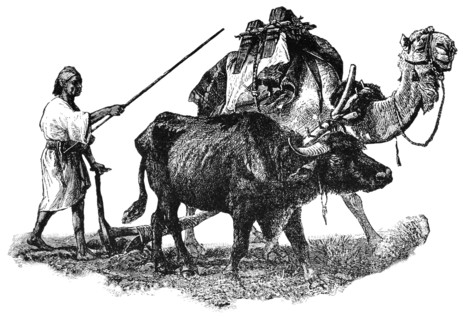 Farmer Plowing Field with Camel and Ox, Egypt, "Classical Portfolio of Primitive Carriers", by Marshall M. Kirman, World Railway Publ. Co., Illustration, 1895