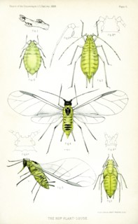 The Hop Plant Louse, Plate II, Report of the Commissioner of Agriculture, US Dept of Agriculture, Illustration,  1888