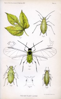 The Hop Plant Louse, Plate III, Report of the Commissioner of Agriculture, US Dept of Agriculture, Illustration,  1888