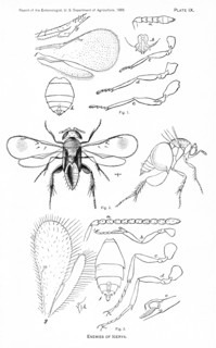 Enemies of Icerya, Plate IX, Report of the Commissioner of Agriculture, US Dept of Agriculture, Illustration,  1888