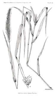 Grasses and Weeds, Setaria Viridis, Green Foxtail, Report of the Commissioner of Agriculture, US Dept of Agriculture, Illustration,  1888