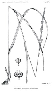 Grasses and Weeds, Beckmannia Erucaeformis, Slough Grass, Report of the Commissioner of Agriculture, US Dept of Agriculture, Illustration,  1888