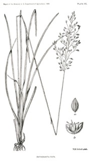 Grasses and Weeds, Anthenantia rufa, Report of the Commissioner of Agriculture, US Dept of Agriculture, Illustration,  1888