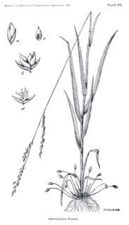 Grasses and Weeds, Amphicarpum purshii, Report of the Commissioner of Agriculture, US Dept of Agriculture, Illustration,  1888