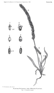 Grasses and Weeds, Plantago Patagonica, Report of the Commissioner of Agriculture, US Dept of Agriculture, Illustration,  1888