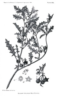 Grasses and Weeds, Solanum Triflorum, Wild Potato, Report of the Commissioner of Agriculture, US Dept of Agriculture, Illustration,  1888