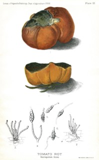 Tomato Rot, Macrosporium Solani, Report of the Commissioner of Agriculture, US Dept of Agriculture, Illustration,  1888