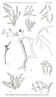 Tomato Diseases (Fusarium Solani, Mart., and Cladosporium Fulvum, Cke), Report of the Commissioner of Agriculture, US Dept of Agriculture, Illustration,  1888