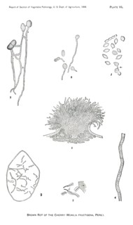 Brown Rot of Cherry, Monilia Fructigena, Plate VI, Report of the Commissioner of Agriculture, US Dept of Agriculture, Illustration,  1888