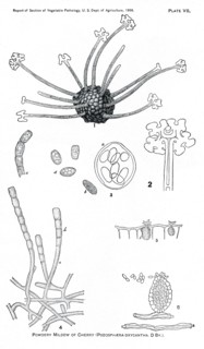 Powdery Mildew of the Cherry, Podosphaera Oxycantha, Report of the Commissioner of Agriculture, US Dept of Agriculture, Illustration,  1888