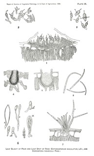 Leaf Blight of Pear, Leaf Spot of Rose, Entomosporium Maculatum, Lev and Cercospora Rosaecola, Pass., Report of the Commissioner of Agriculture, US Dept of Agriculture, Illustration,  1888