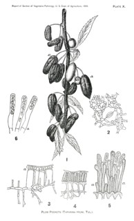Plum Pockets, Taphrina Pruni, Tul., Report of the Commissioner of Agriculture, US Dept of Agriculture, Illustration,  1888