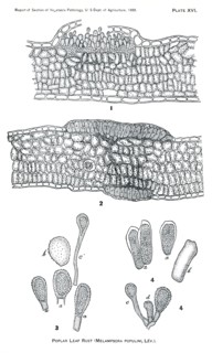 Poplar Leaf Rust, Melampsora Populina, Report of the Commissioner of Agriculture, US Dept of Agriculture, Illustration,  1888