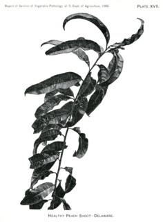 Healthy Peach Shoot, Delaware, Report of the Commissioner of Agriculture, US Dept of Agriculture, Illustration,  1888