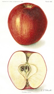 Coffman Apple, E. J. Schutt, Yearbook U.S. Department of Agriculture, 1909, Plate XXXI