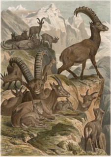 Alpensteinbock, Alpine Ibex, circa 1885