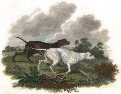 Two Dogs, Pluto and Juno, Hand-Colored Lithograph, Bunney & Gold London, 1801